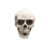 Skull Fountain by Gemstone Fireworks – a spooky 1.4G fountain firework featuring a glowing skull design, new for 2025.